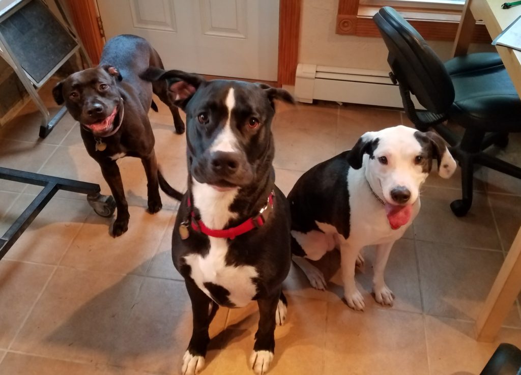 Domino, Cooper, & Abby