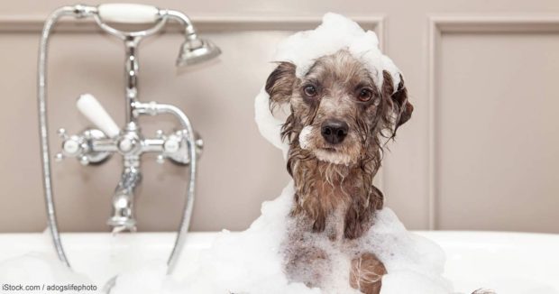 dog-in-bath-tub-fb