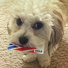 doggyvisa