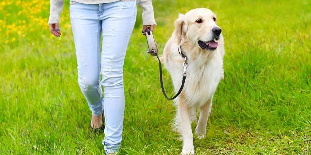 Train-Your-Dog-to-Walk-on-a-Loose-Leash