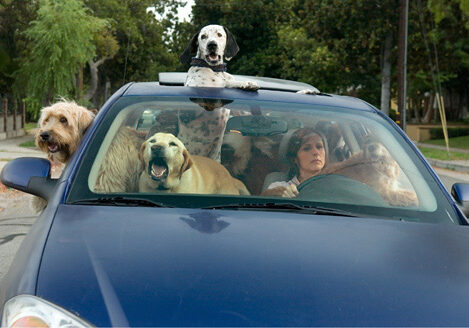 dogs_in_car